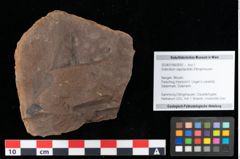 Foto (Objekt + Etikett) von Sclerotium sapotacitidis Ettingshausen (NHMW-GEO-2024-0188-0092)